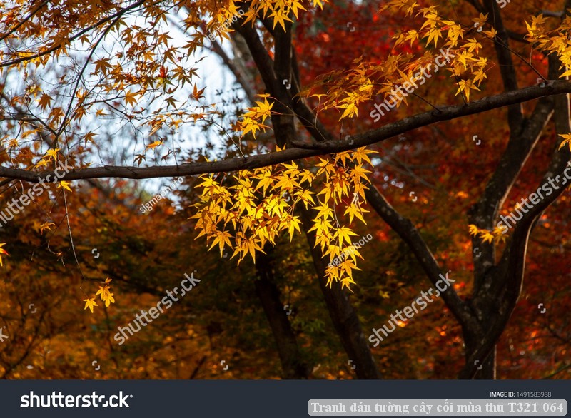 Tranh dán tường cây cối mùa thu T321-064